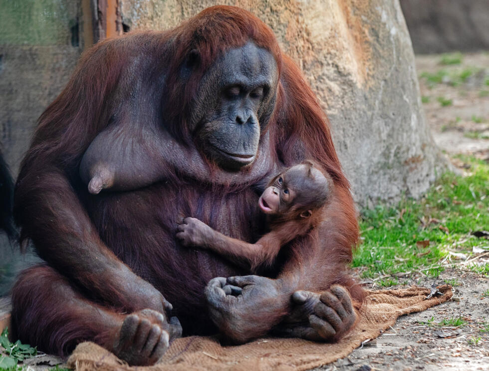 Surya, a female Bornean orangutan (Pongo pygmaeus), cradles her newborn