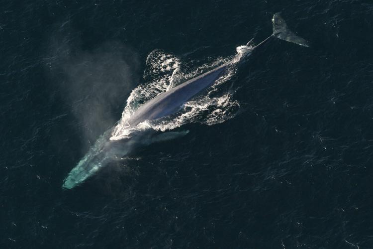 750x500 Blue Whale