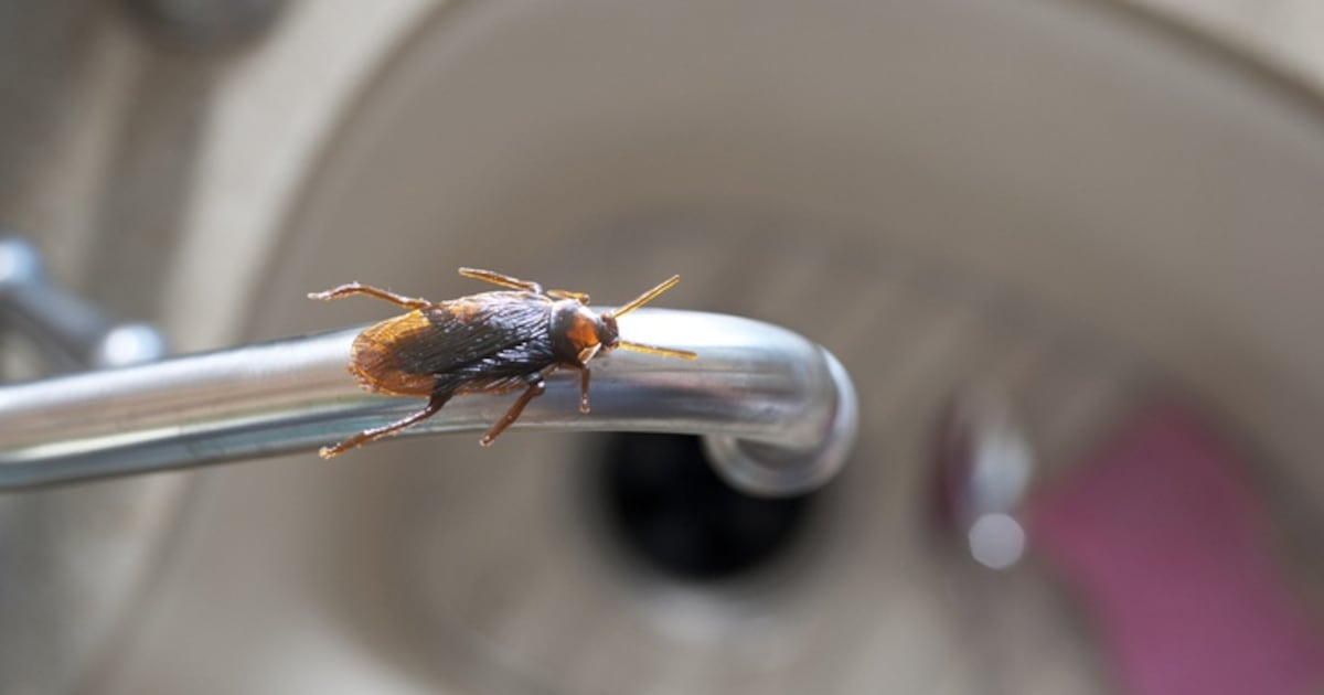 Five food outlets in same Dublin shopping arcade hit with closure orders – The Irish Times