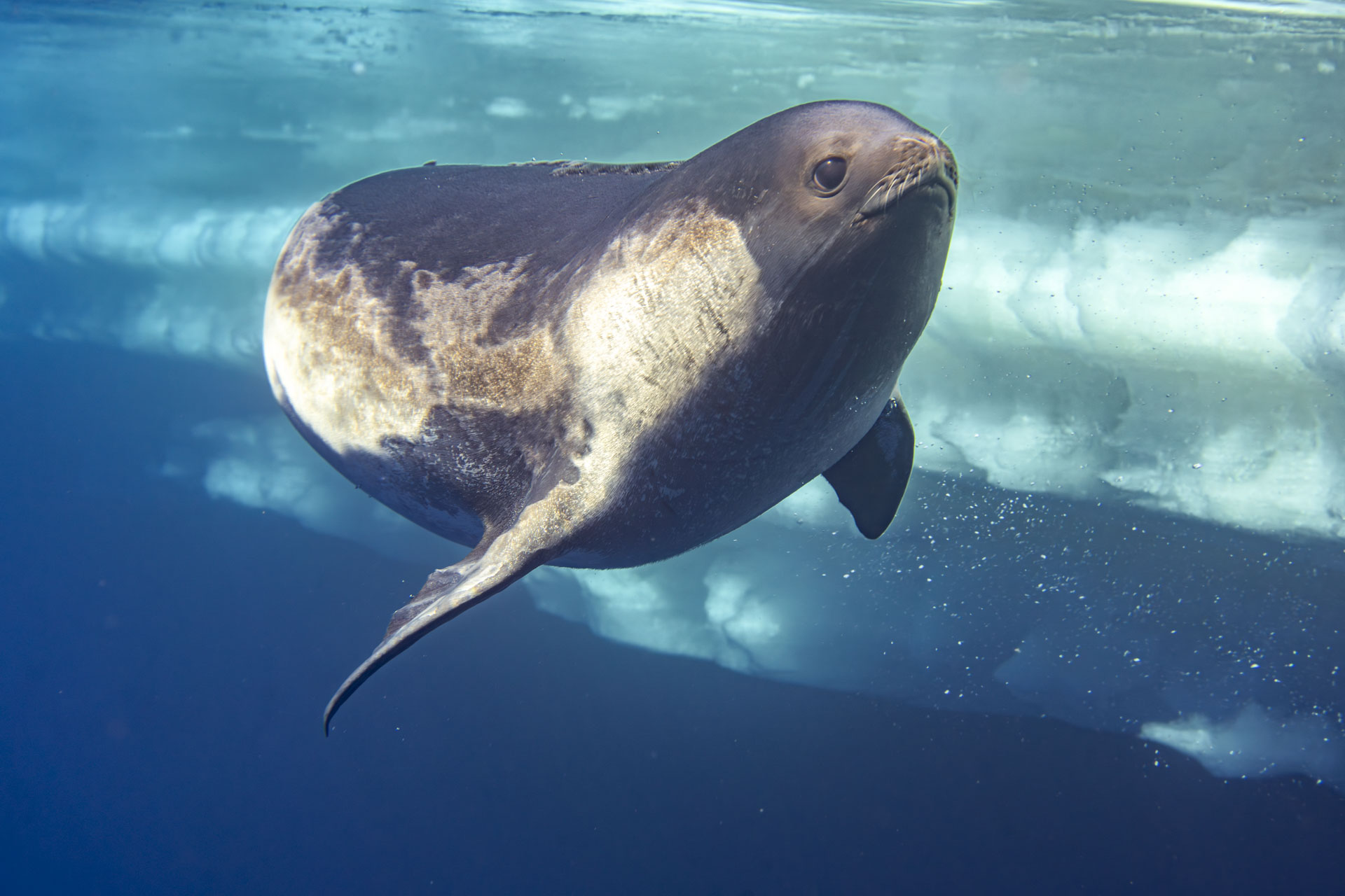 Photos of a rare Ross seal in Antarctica by sealife photographer Justin Hofman, underwater near the surface