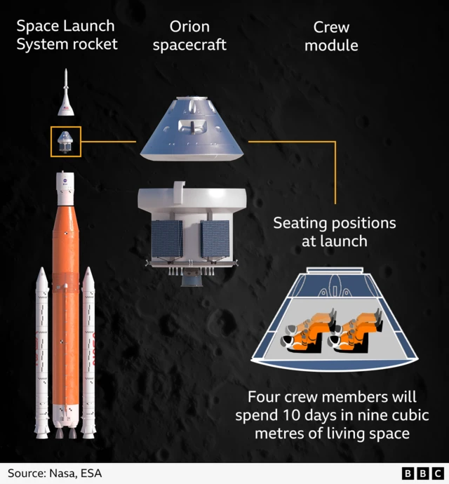 An illustration showing how the Artemis II astronauts will be arranged in the Orion crew module at launch. The four astronauts sit reclined, in two rows of two, facing up with their backs towards the ground. During the mission the four crew members will spend 10 days in about nine cubic metres of living space. The image shows that the crew module makes up about half of the Orion spacecraft - with the service module being around the same size - and that, on the launchpad, Orion is only a small section of the 98m (320ft) Space Launch System rocket.