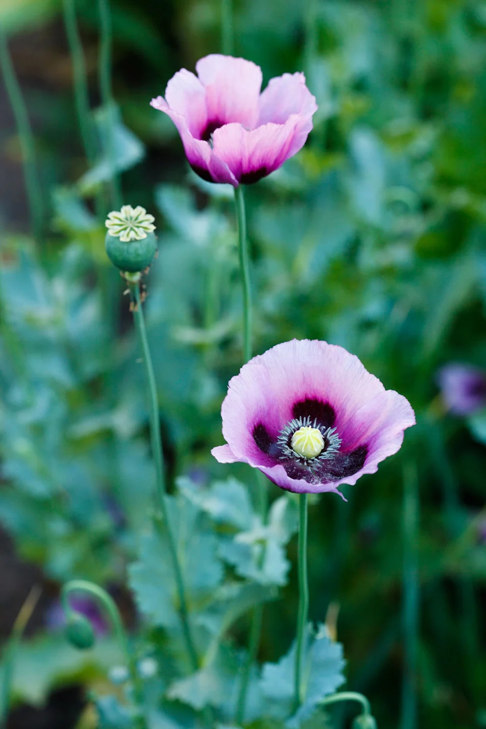 Opium poppy (Alamy/PA)