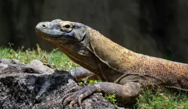 Police said the suspects have smuggled and traded at least 20 Komodo dragons since January 2025, and pocketed some US$33,000 (S$41,960).
