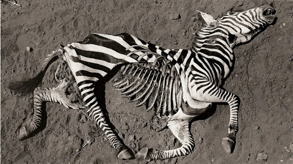 An overhead black-and-white photo showing the skeletal remains of a zebra lying on dry, cracked earth. 