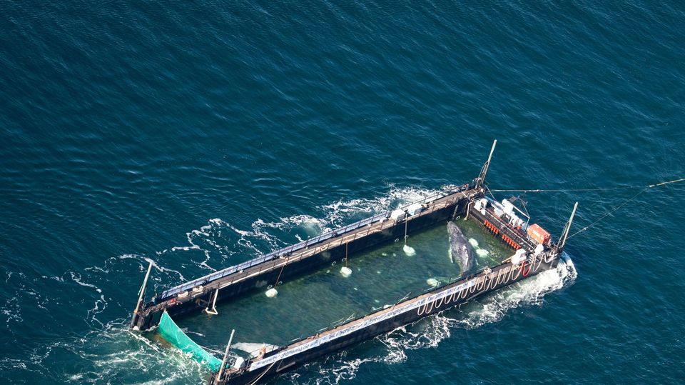 The whale was transported in a flooded barge (Philip Dulian/dpa via AP)