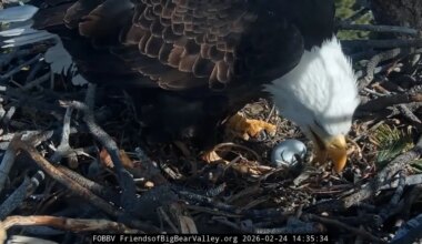 Jackie and Shadow's eggs could hatch soon. How to watch it live.