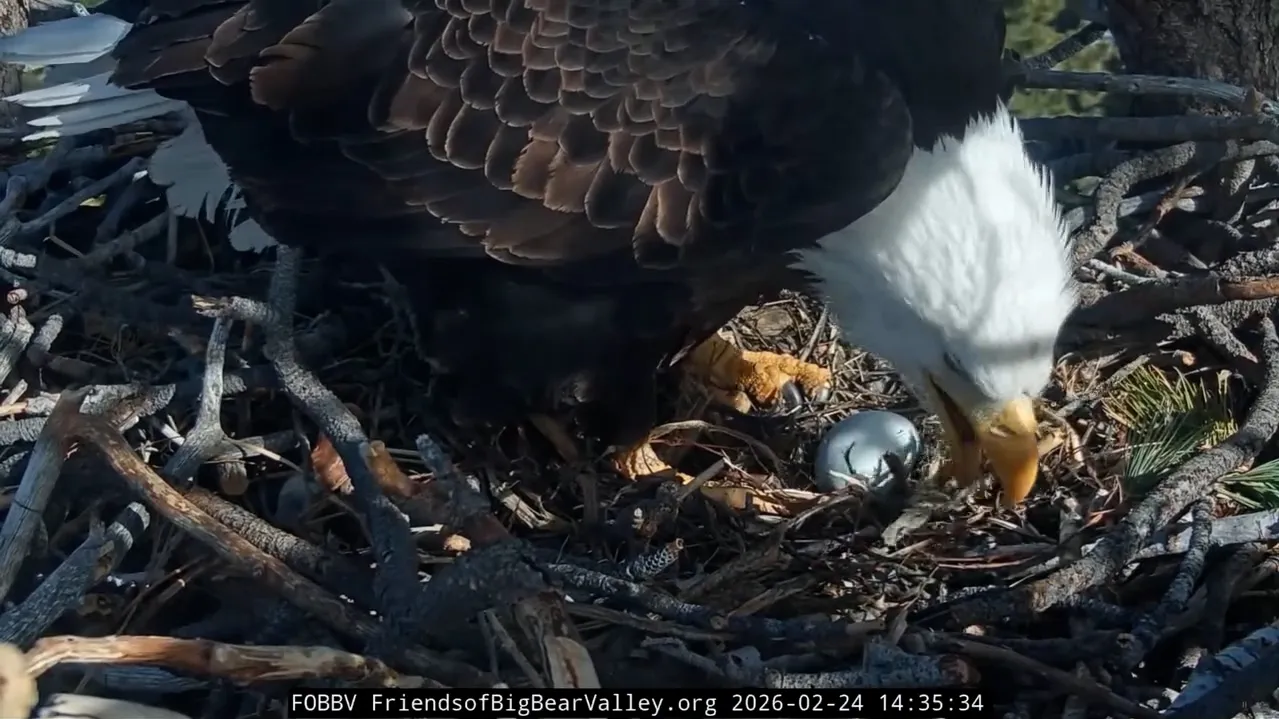 Jackie and Shadow's eggs could hatch soon. How to watch it live.