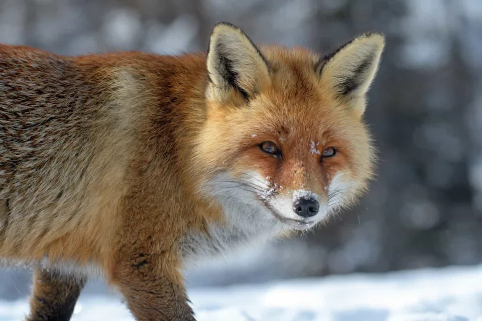 RED FOX IN THE SNOW