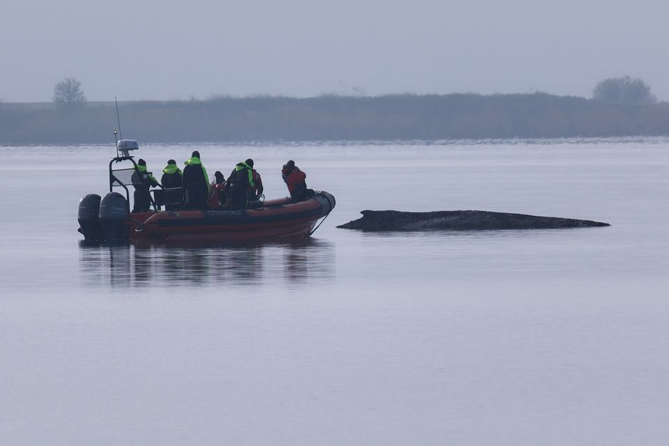 A boat approaches the humpback whale (Marcus Golejewski/dpa/AP)