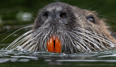Giant rodent that could devastate California wetlands was ‘deliberately’ reintroduced to population, experts fear