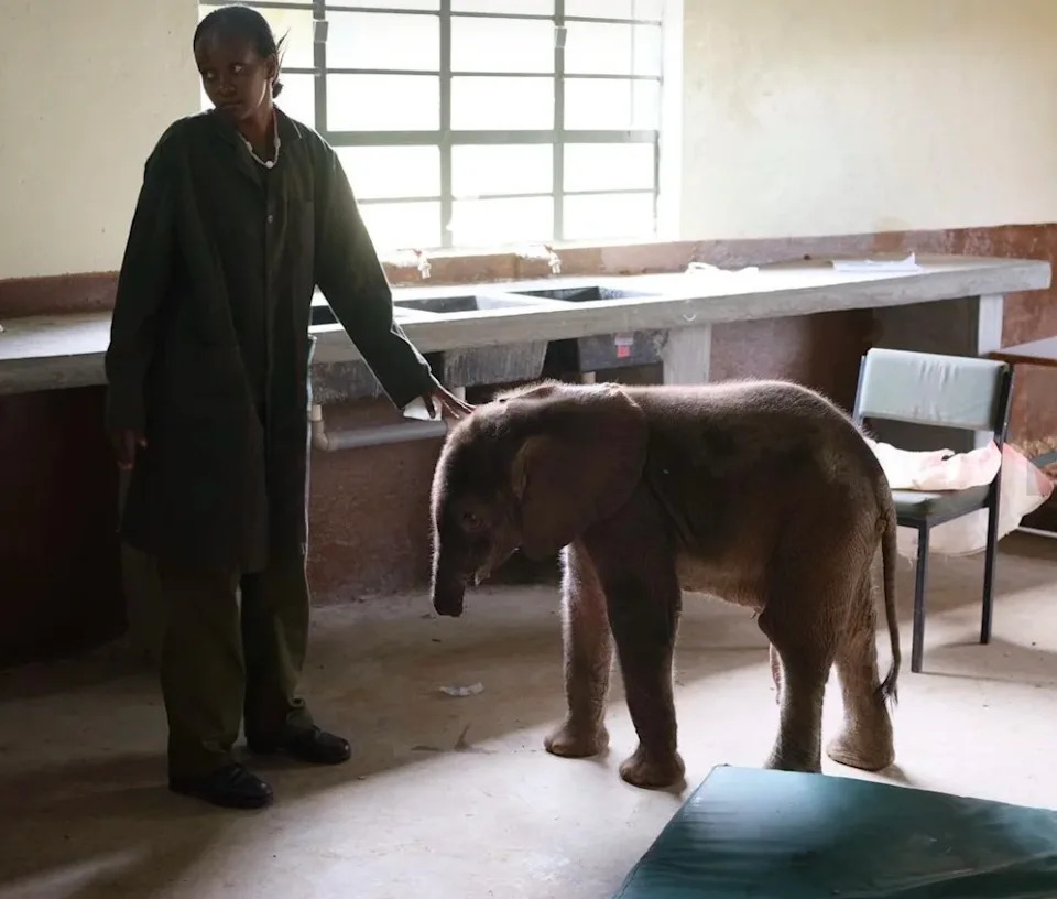 Long’uro, elephant without trunk, elephant