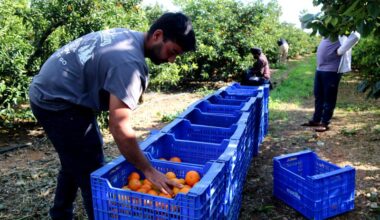 A worker sorts clementines that have been harvested and placed in boxes on a farm in Alcanar