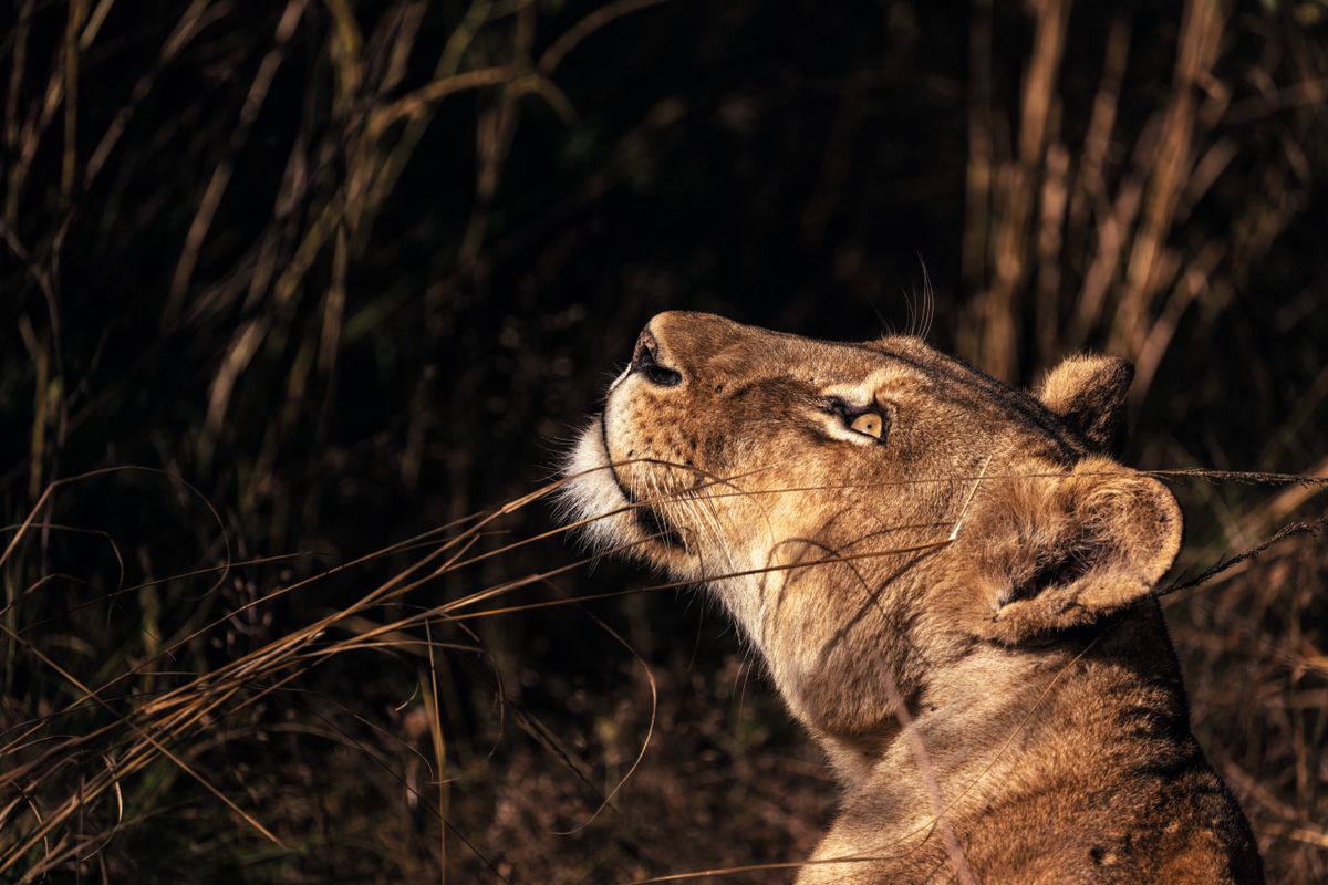 Tripod the three legged lioness