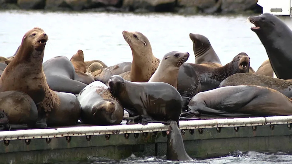 <div>Sea lions in Ballard</div><strong>(FOX 13 Seattle)</strong>
