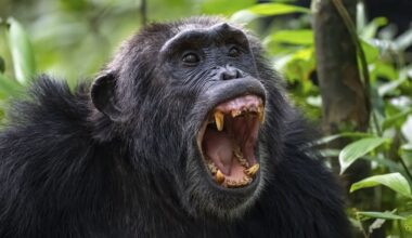 Scientists Announce The First Clear Evidence of a Chimpanzee