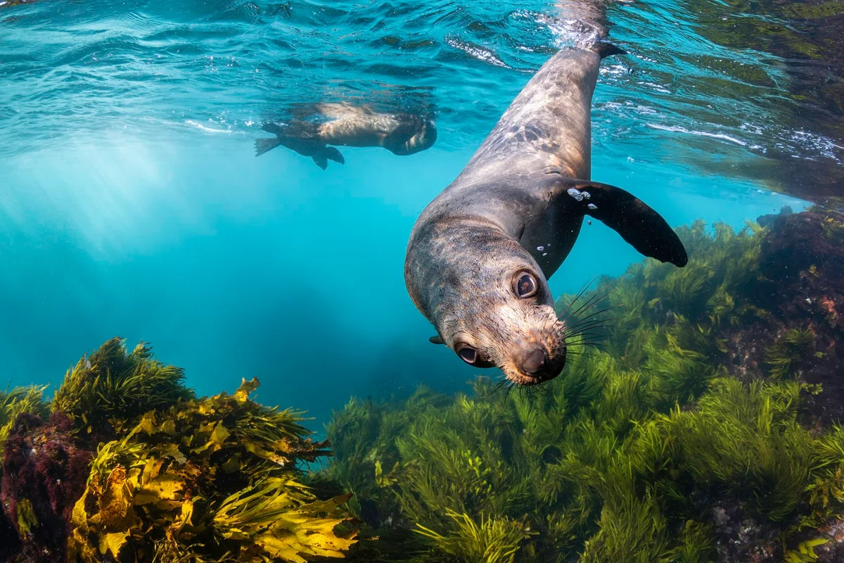 Australian fur seal