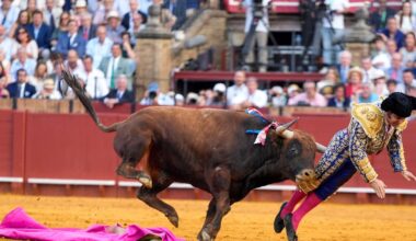Spain’s ‘greatest matador’ gored by bull in comeback from retirement – The Irish Times