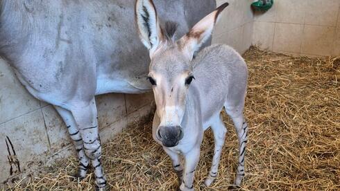 Rare wild ass foal born at Ramat Gan Safari
