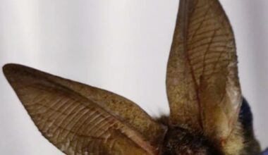 BLE bat courtesy of Karen Healy, Bat Conservation Ireland