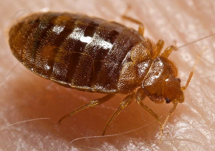 Close-up of a bed bug on human skin representing hidden truths about hospitals that may scare you more.