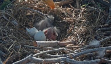 Big Bear bald eagles welcome two babies to the nest