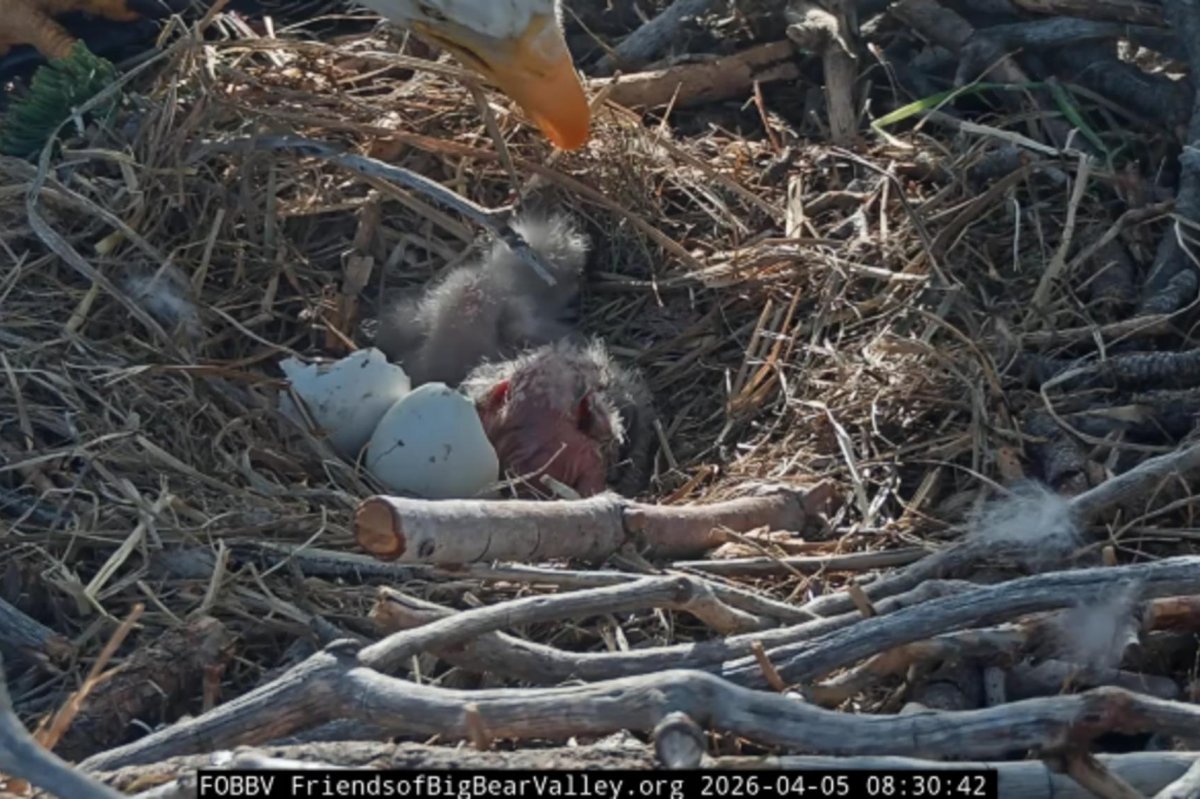 Big Bear bald eagles welcome two babies to the nest