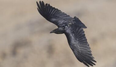 Risk-taking ravens near humans pay deadly