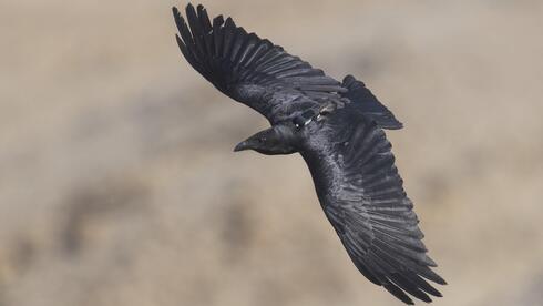 Risk-taking ravens near humans pay deadly