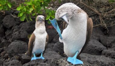 Nature Might Pulse to a Universal Rhythm – 2 Beats Per Second : ScienceAlert