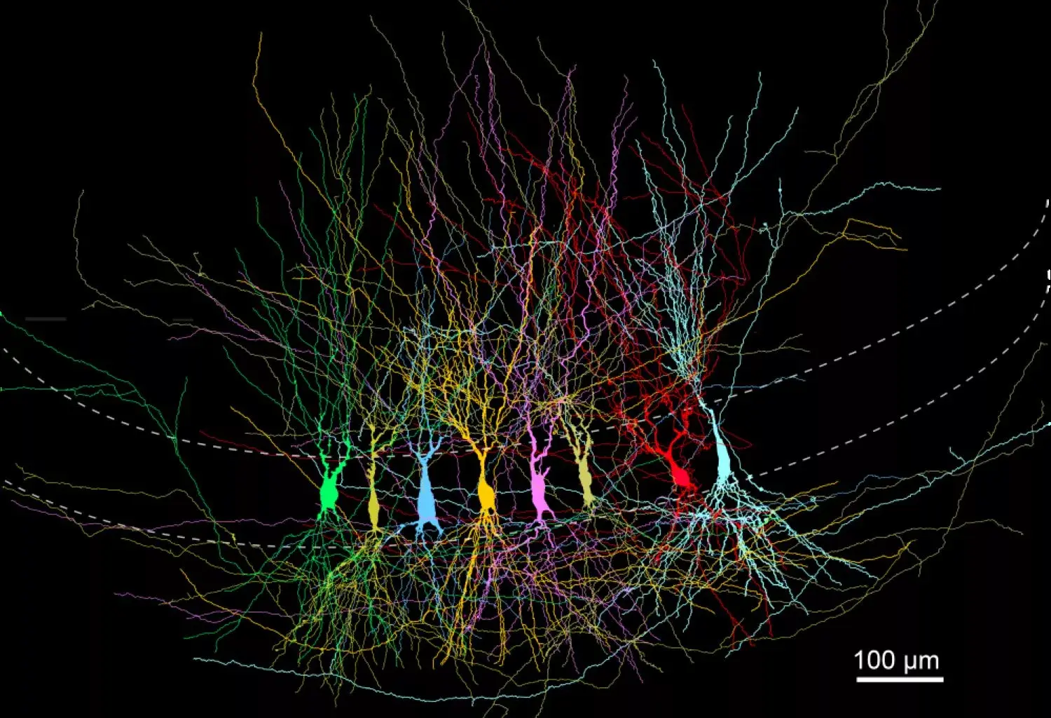 How Brain Memory Circuits Form and Refine Over Time
