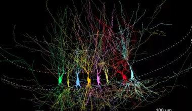 How Brain Memory Circuits Form and Refine Over Time