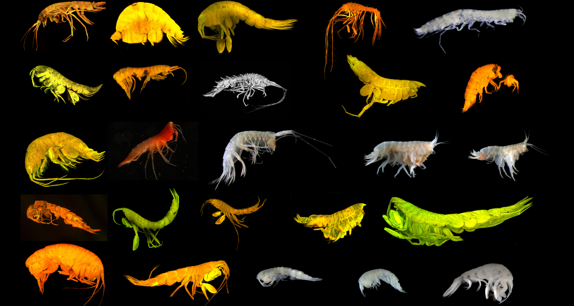 24 new species found in ocean zone eyed for battery metals mining