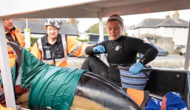Dolphin stranded on Dublin beach dies despite rescue attempt – The Irish Times