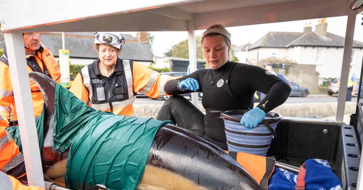 Dolphin stranded on Dublin beach dies despite rescue attempt – The Irish Times