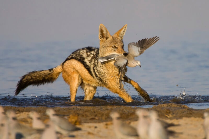 A black-backed jackal stands in shallow water with a captured white bird in its mouth, while other birds watch from the foreground.