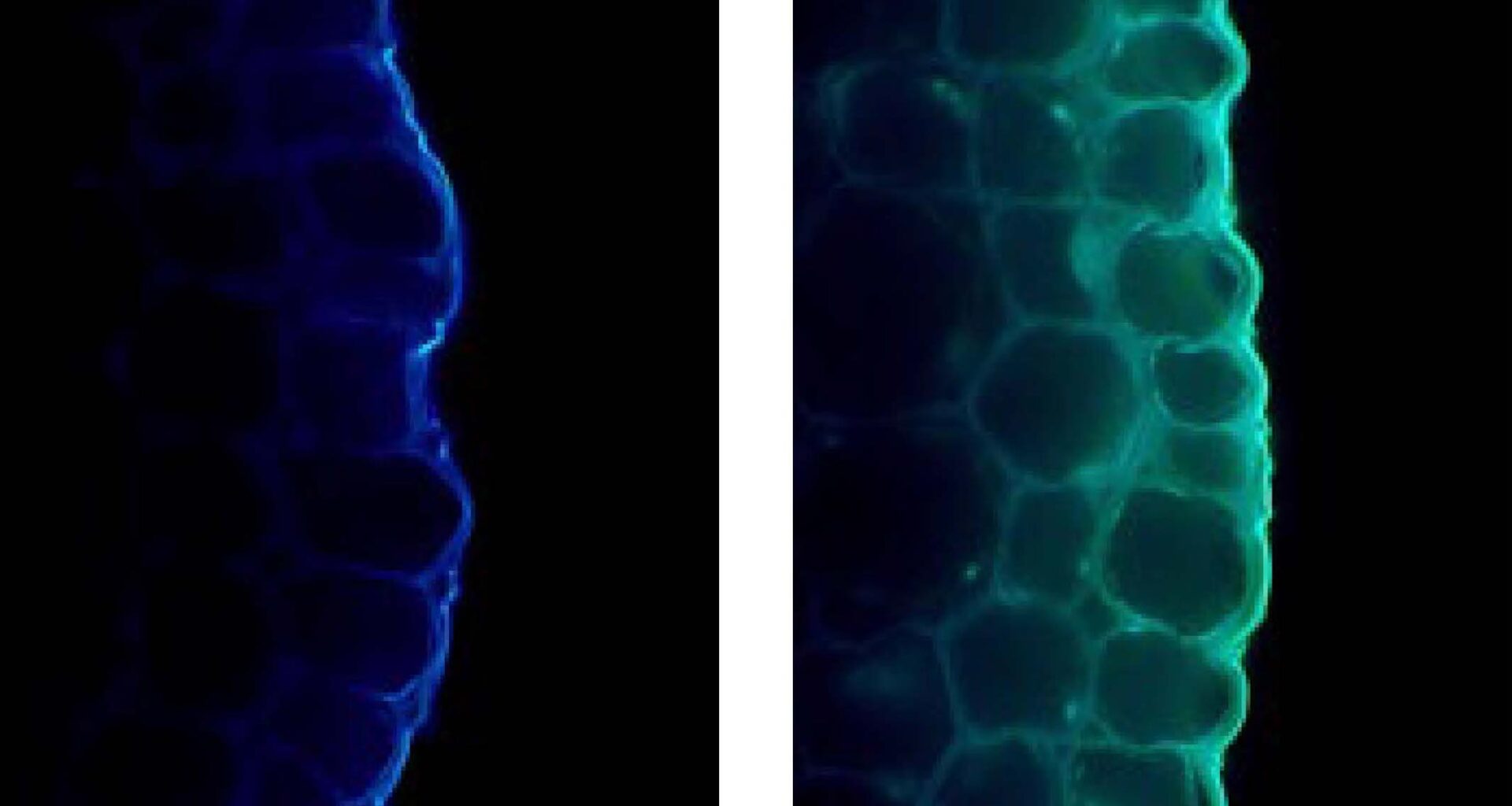 Scientists Just Discovered Light Can Actually Slow Plant Growth