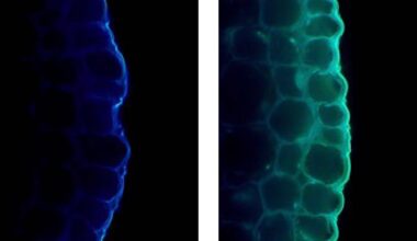 Scientists Just Discovered Light Can Actually Slow Plant Growth