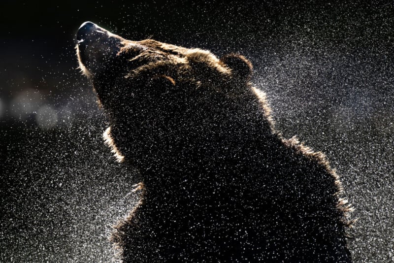 A bear shakes its head, sending water droplets flying through the air. The bear is backlit, highlighting the spray and fur against a dark background.