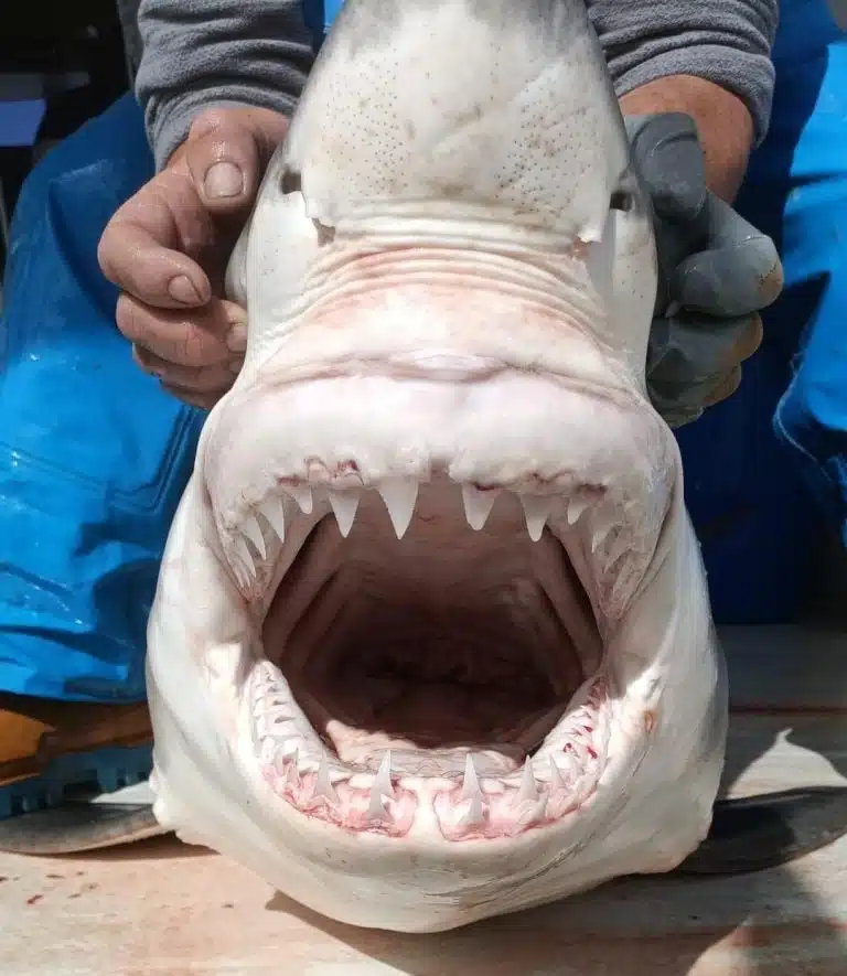Close Up Of A Juvenile Great White Shark Reveals Its Distinctive Teeth Structure