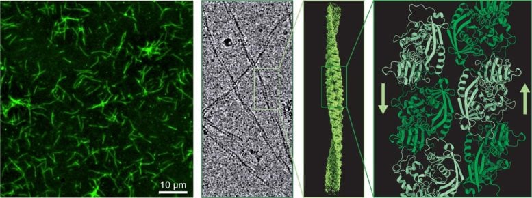 CorM Filaments Core