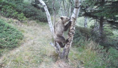 Pyrenees brown bear population climbs to an estimated 130 in latest census