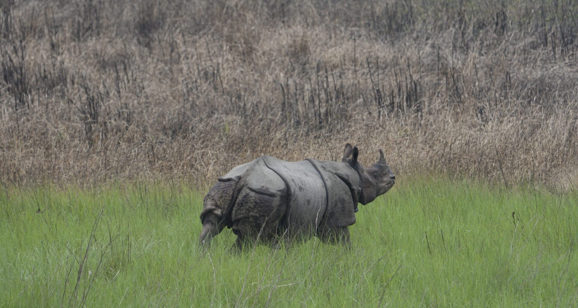Rewilding rhinos as part of a long-term conservation plan