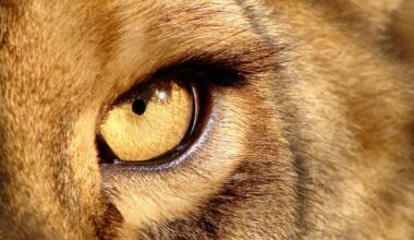 The eye of a lion