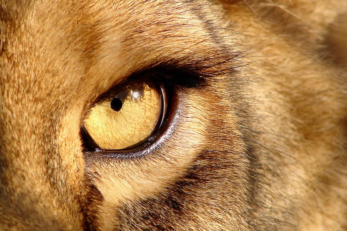 The eye of a lion