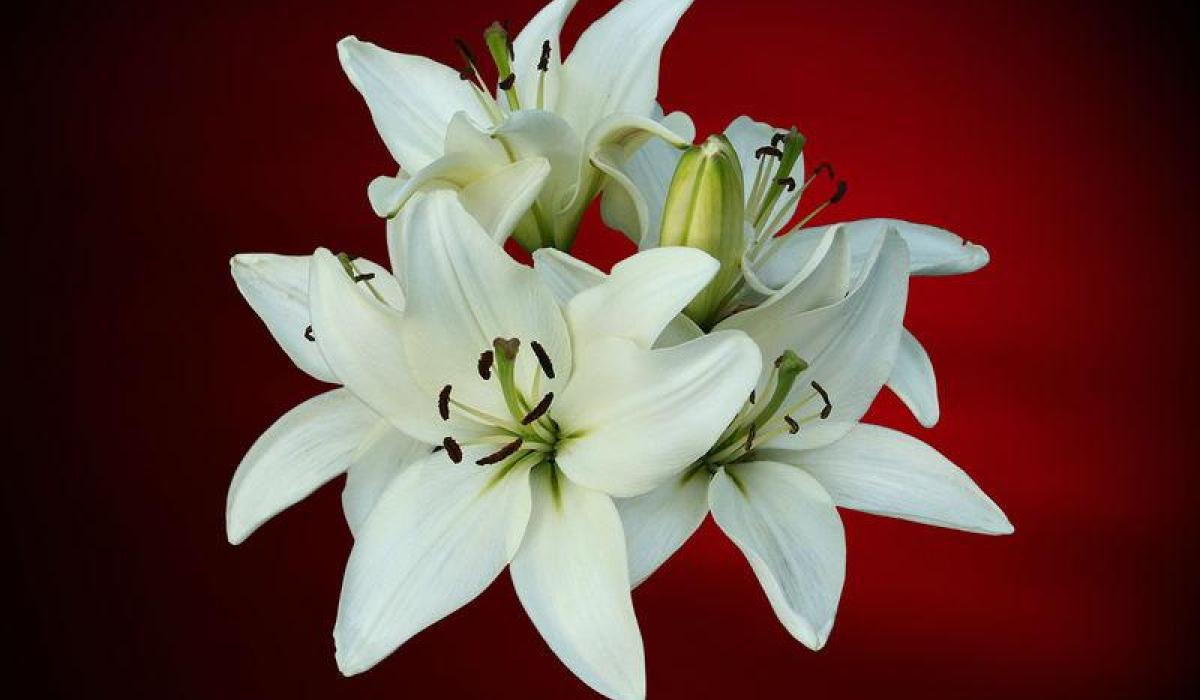 Derry Death Notices - Wednesday, April 15, 2026