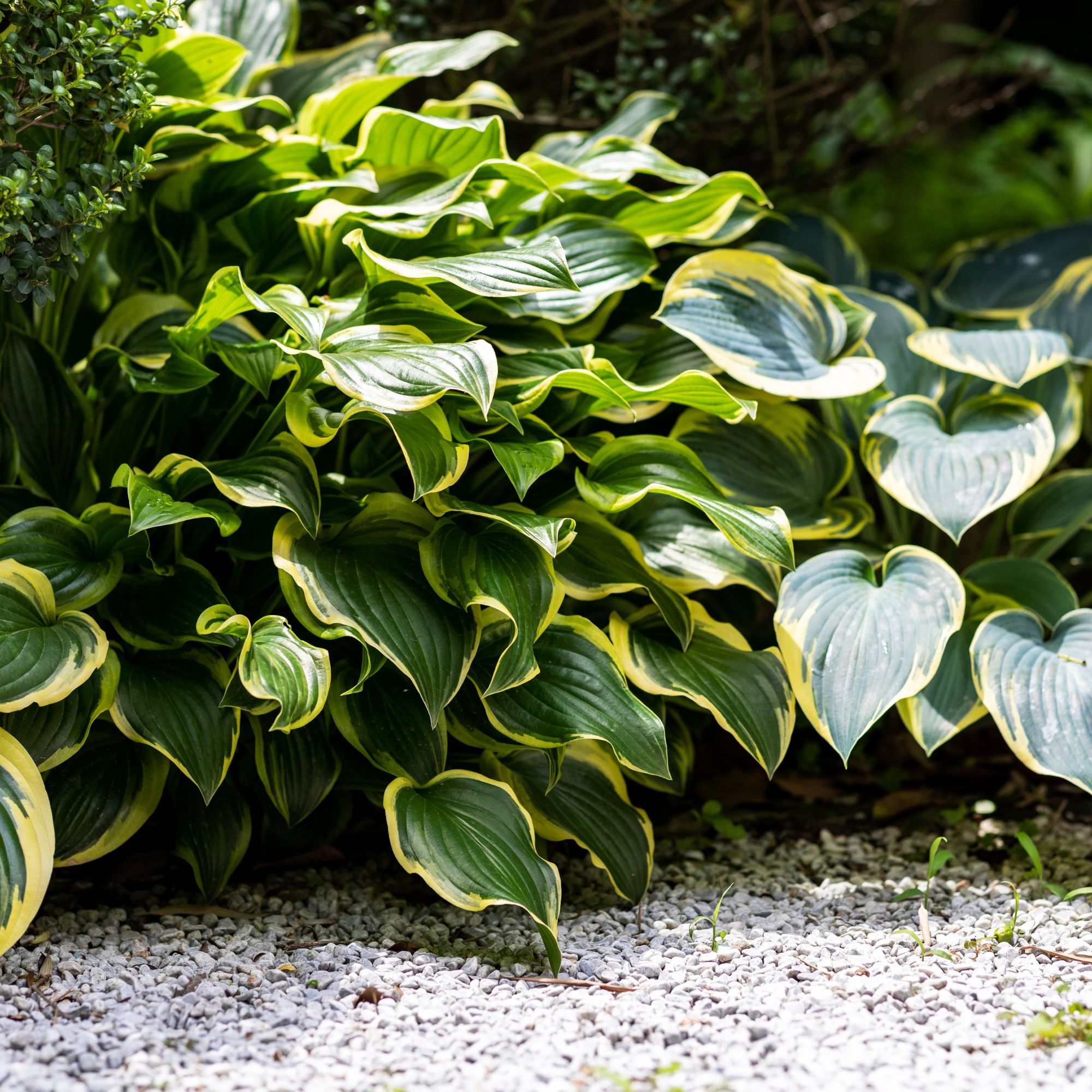 shade-loving hosta