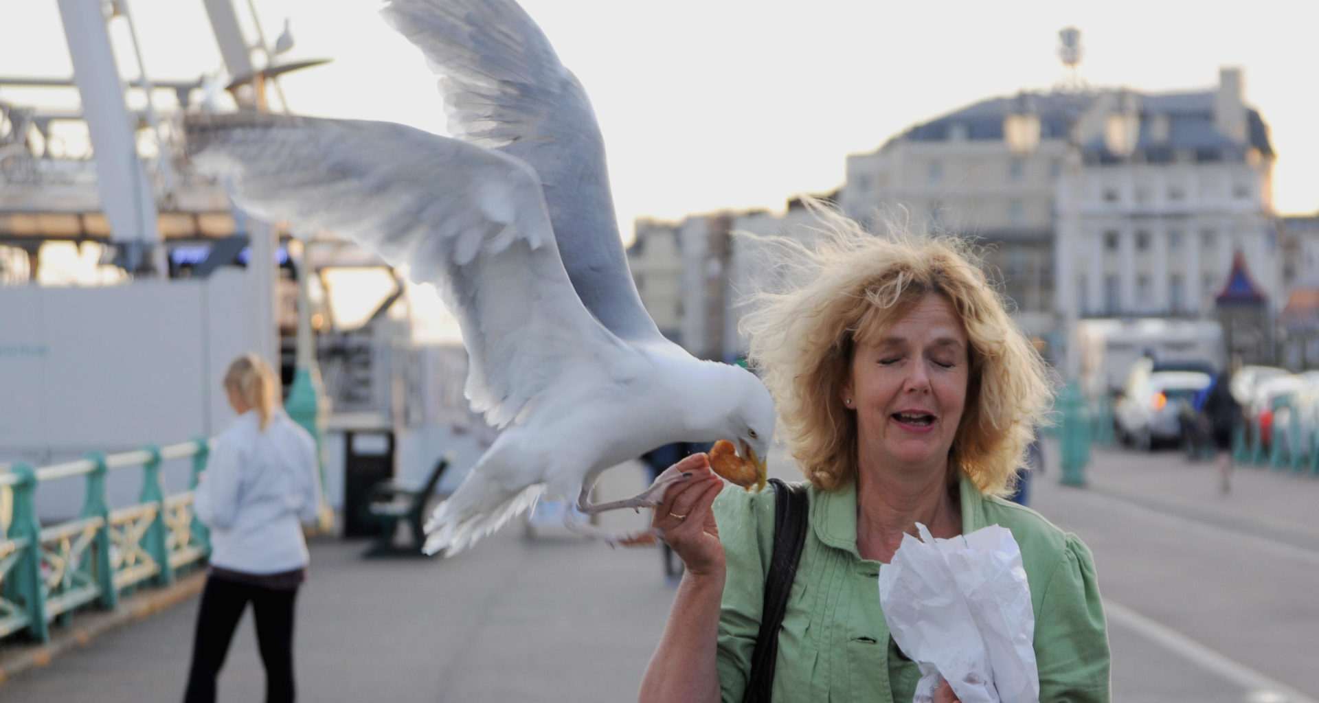 'Seagull literally ripped their lip': Call for hawks to tackle gull menace