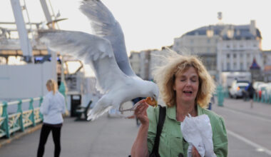 'Seagull literally ripped their lip': Call for hawks to tackle gull menace