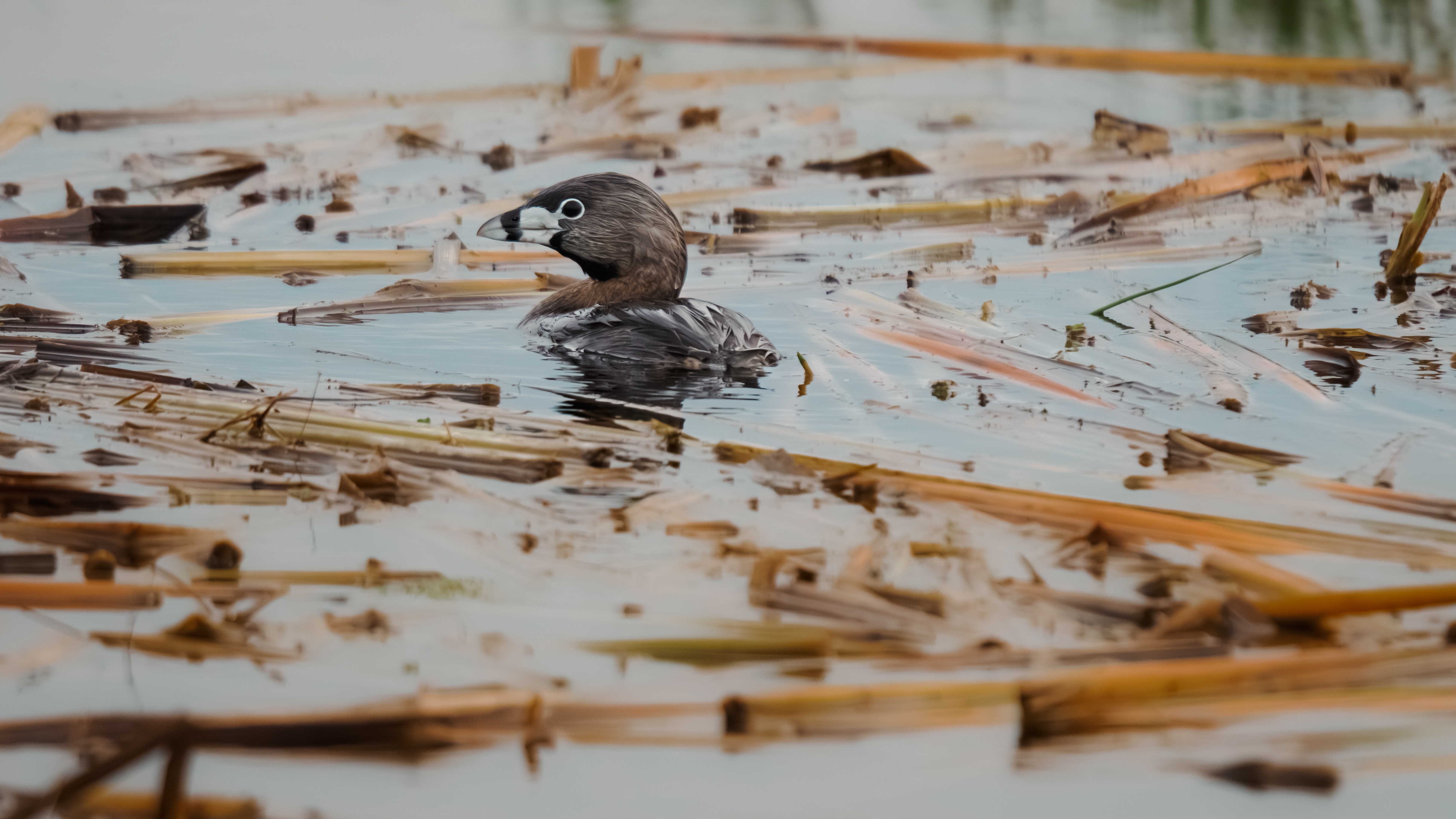 A pied-billed grebe