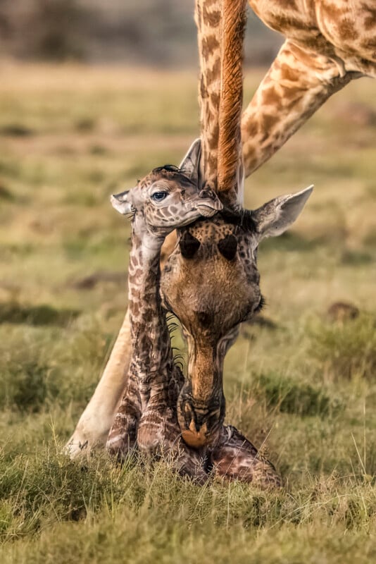 A newborn giraffe sits in the grass while an adult giraffe gently nuzzles its head, showing affection and care in a grassy, natural setting.